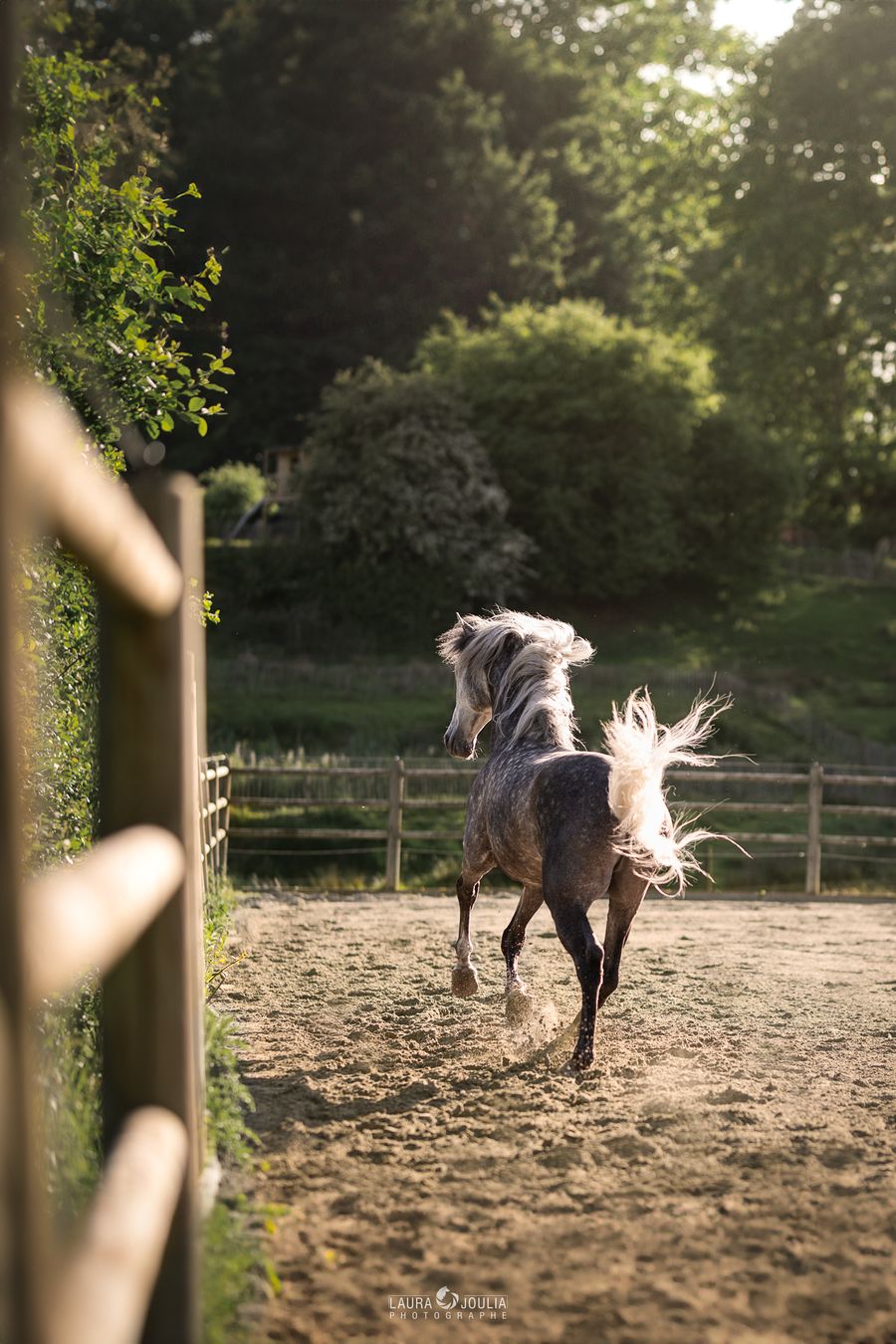 Un cheval gris pommelé au galop dans la carrière, crinière et queue au vent, au soleil couchant